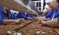 Kilosuna 125 lira ödenecek! TMO fındık alımlarına başladı