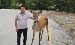 Kızıl geyikler görüntülendi