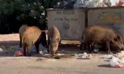 Yaban domuzları kent merkezine indi