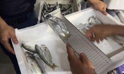 Yasal boy limitlerinin altında avlanılan 1,5 ton balığa el konuldu