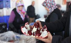 Nar hasadında yüzler gülüyor