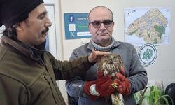 Şahinler tedavi altına alındı
