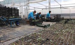 Alanya'da ücretsiz su kabağı fidesi dağıtılacak