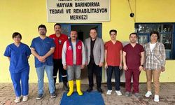 Kemer'de sokak hayvanlarına destek çağrısı