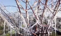 Meteoroloji'den 'zirai don' uyarısı