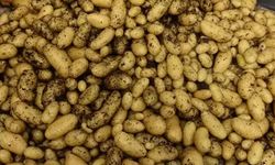 Patates Araştırma Enstitüsü’nden 10 yerli ve milli patates