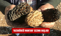 Antalya'da 'kuzugöbeği mantarı' sezonu başladı