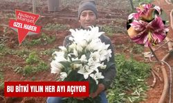 Bu bitki yılın her ayı açıyor