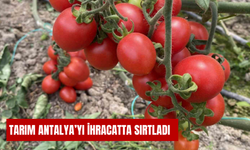 Tarım Antalya'yı ihracatta sırtladı 