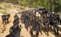 Yörüklerin yayla mesaisi