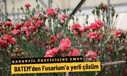 Karanfil üreticisine umut: BATEM’den Fusarium’a yerli çözüm