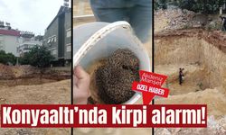 Konyaaltı’nda kirpi alarmı!