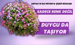 Antalya’da petunya çiçeği rüzgarı: Petunya çiçeği ne anlama gelir?