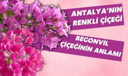 Antalya'nın renkli çiçeği: Begonvil çiçeğinin anlamı