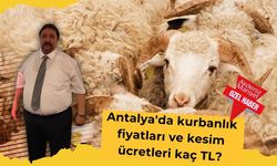Antalya'da kurbanlık fiyatları ve kesim ücretleri kaç TL?