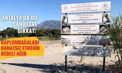 Antalya'da bu sahillere dikkat! Kaplumbağaları rahatsız etmenin bedeli ağır
