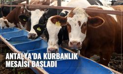 Antalya’da kurbanlık mesaisi başladı