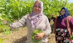 Yaprağı meyvesinden daha çok kazandırıyor