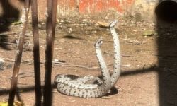 Yılanların aşk dansı! Şeritli engerekler objektife takıldı