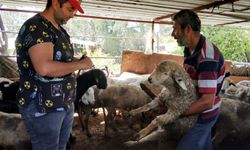 Göç öncesi hazırlıklar başladı