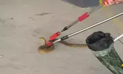 Site otoparkında yılan paniği!