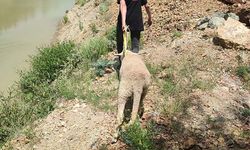 Isparta’da kurbanlık koyun kurtarma operasyonu