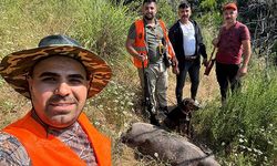Gündoğmuş’ta yaban domuzu sürek avı