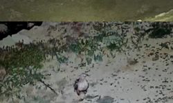 Akarca Yaylası’nda iki sürpriz misafir