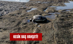 Kesik baş vahşeti!