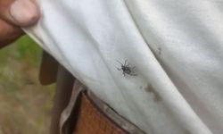 Keneler görülmeye devam ediyor
