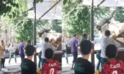 Kurbanlık boğa kasaba saldırdı! Dehşet anları kamerada
