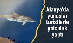 Alanya'da yunuslar turistlerle yolculuk yaptı