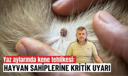 Yaz aylarında kene tehlikesi: Hayvan sahiplerine kritik uyarı