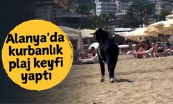 Alanya'da kurbanlık plaj keyfi yaptı