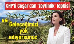 CHP’li Coşar’dan ‘zeytinlik’ tepkisi:  Geleceğimizi yok ediyorsunuz