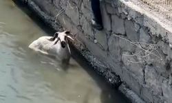 Finike’de kurbanlık kaçtı, dereye atladı!