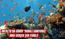Antalya’da görüp ‘Buralı Sanıyoruz’ ama gerçek çok farklı!