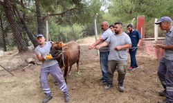 Kaçan kurbanlara karşı özel tim