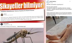 Sivrisineklerden bıkan Antalyalılar çözüm istiyor!