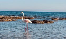 Manavgat'ta sürpriz ziyaretçi