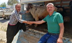 Gazipaşa’da kurban pazarı şimdiden şenlendi