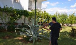 Serik’te nadir güzellik: Agave ağacı keşfedildi