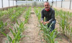 Mısırda ıslah başarısı
