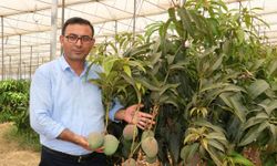 ‘Tüketicimiz yerli mangoyu tercih etsin’