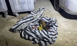 Serik'te çıkan yangında köpek telef oldu