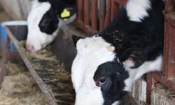 Korkuteli’nde hayvancılık destekleri sürüyor