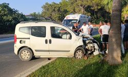 Direksiyon hakimiyetini kaybeden sürücü palmiyeye çarptı