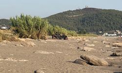 Caretta caretta yuvaları zarar gördü