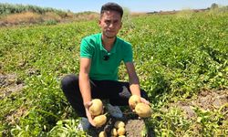 Genç çiftçi, 8 ton patatesi halka ücretsiz dağıttı