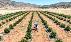 Korkuteli'nin susuz tarlaları üretime açıldı